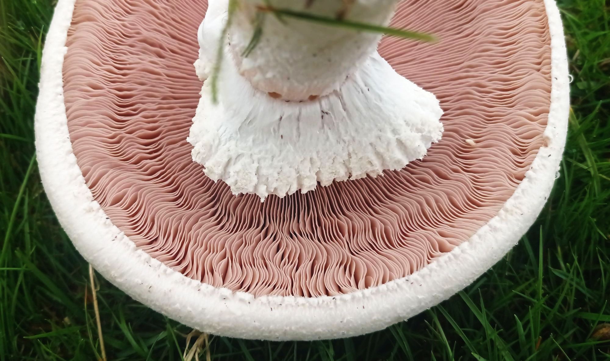 Horse mushroom - gills